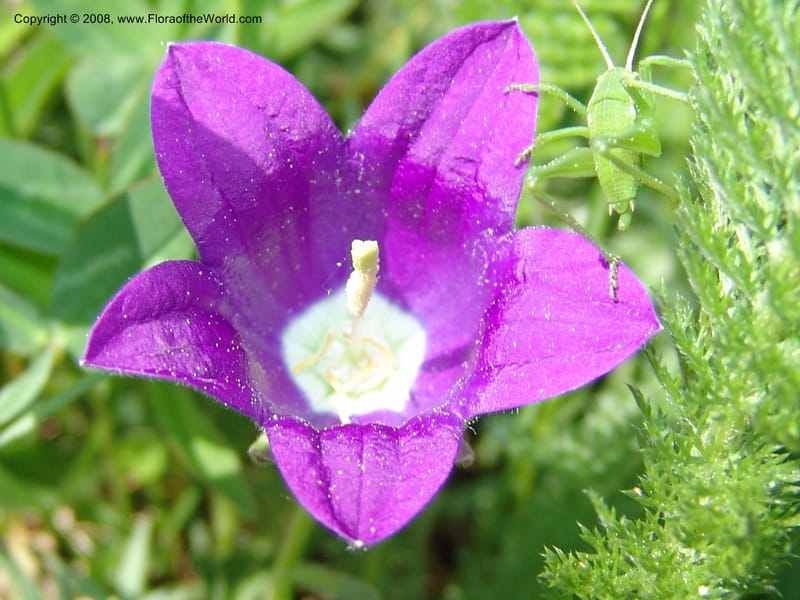 Campanula auscheri--Georgia. Bakuriani Botanical Garden. 7 Jun 05. 163.jpg