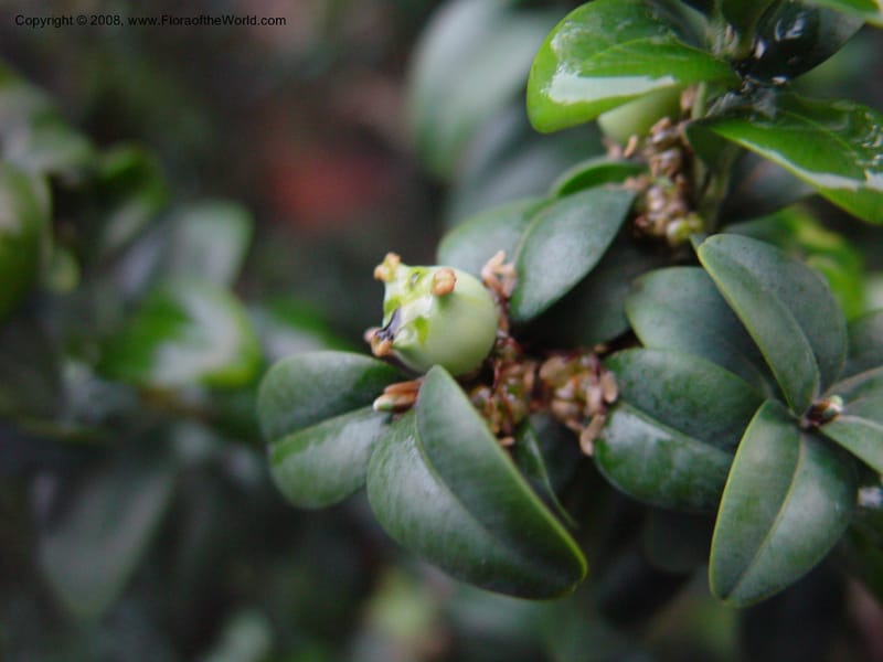 Buxus balericana--CA. UCLA. Mathias Bot. Gard. 13 Feb 03. 198.jpg
