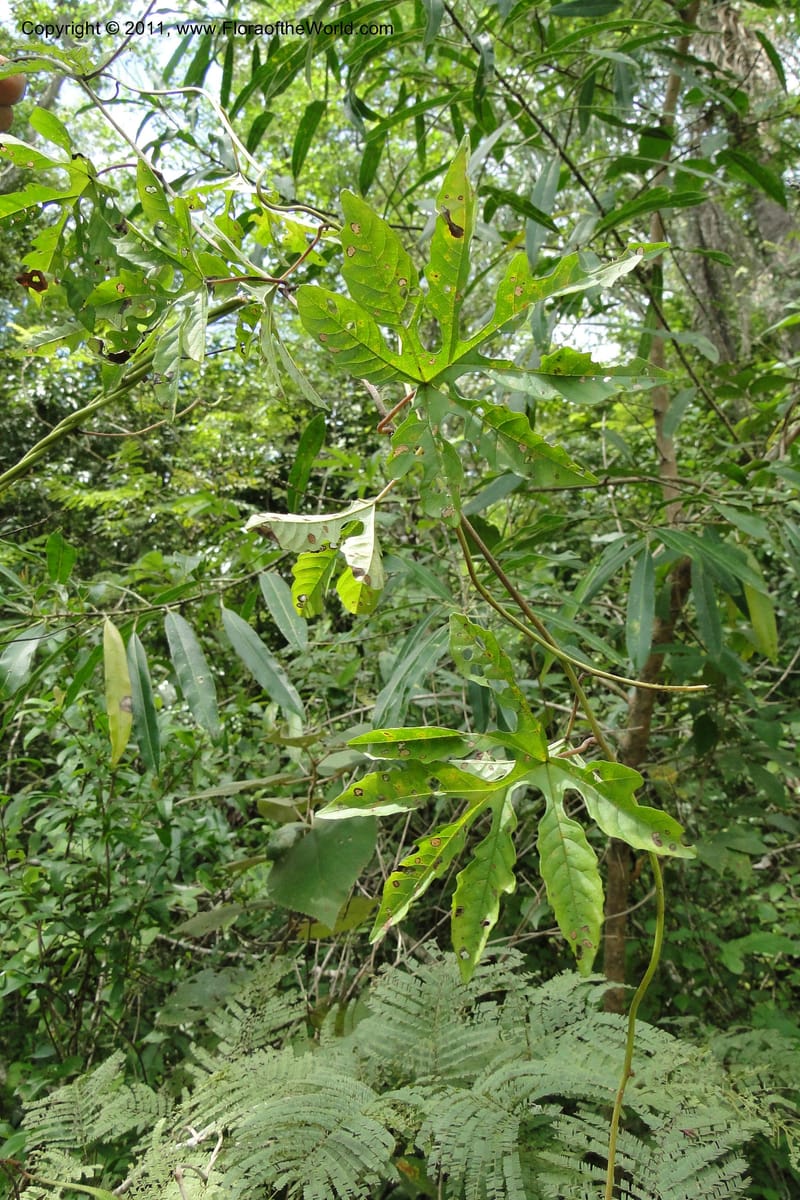 Merremia, W. D. Stevens 31279--Paraguay. Edo. Concepcion. Garay Cue. 21 Mar 2011. 197 (20).jpg