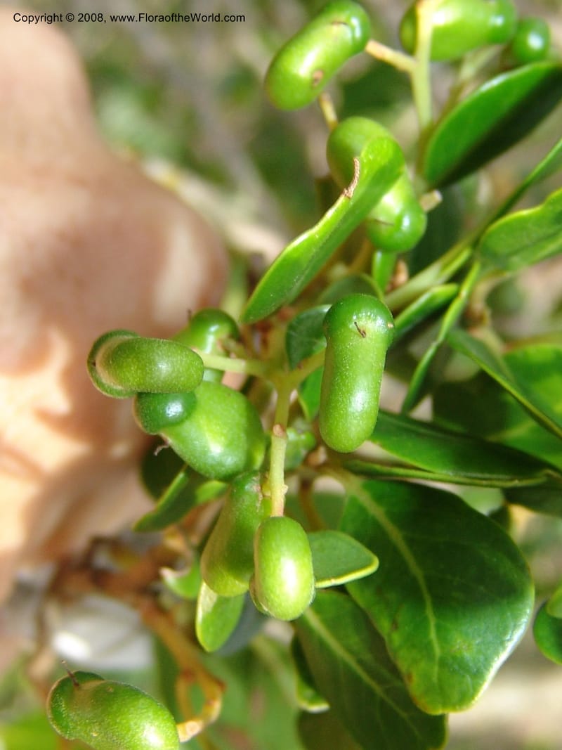Apodytes dimidiata--So.Africa. E. Cape. Uitenhage Nat. Res. 6 Mch 05. 118.jpg