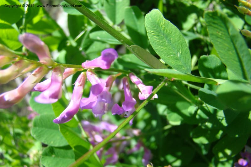 Vicia americana, C. Davidson 11391--Idaho. Idaho Co. Salmon River. Shepp Ranch. 28 May 2009. 160.jpg