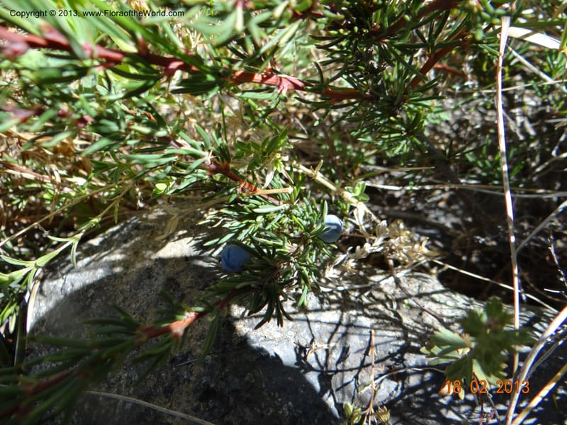 Berberis empetrifolia, W. D. Stevens 34128--Chile, P.N. Laguna del Laja, 18 Feb 2013  8981 (2).JPG