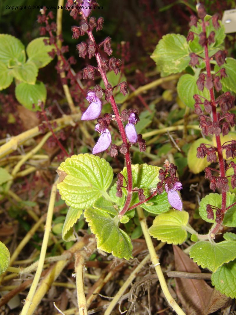 Plectranthus lanuginosus, 74.0330--CA. UC Berkeley Bot. Garden. 8 Dec 06. 051.jpg
