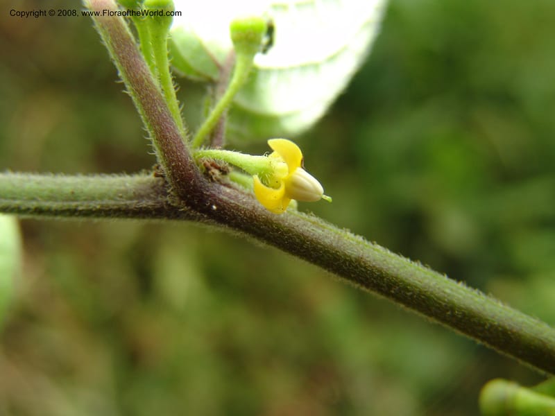 Witheringia, Croat93403--Ecuador. Prov. Cotopaxi. Guayacan- Pucayacu. 14 Aug 04. 016.jpg