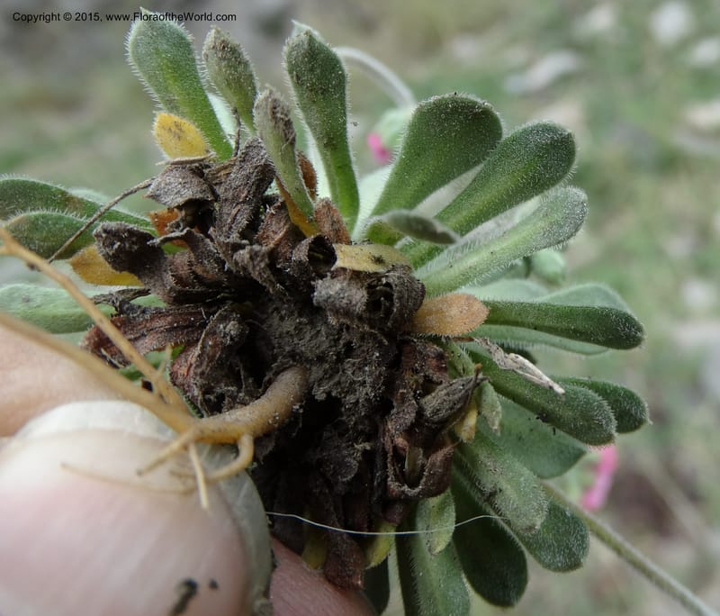 Androsace integra, Boufford, D 43599--China. Sichuan. Yonghe Village. 6 May 2014. DSC04110 (24).JPG