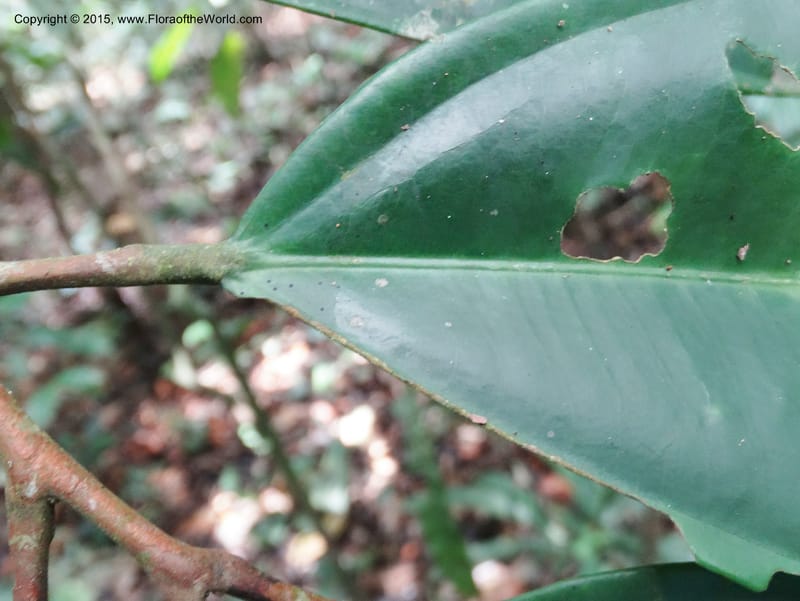 Leptonychia pallida, Davidson, C 12364--Cameroon. Korup Nat. Park. 22 Mar 2014. DSC03203 (194).JPG