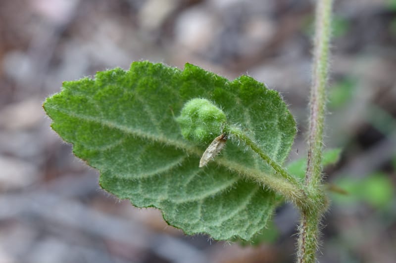 Tremandra stelligera, Davidson, C 13511--Australia. W.A. Valley of the Giants Rd. 29 Oct 2016. DSC06689 (100).JPG