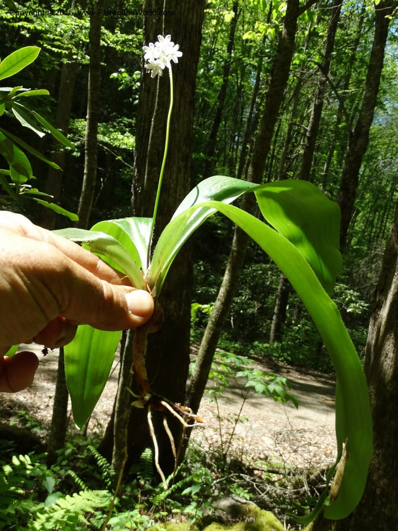 Clintonia umbellulata, Davidson, C 12988--North Carolina. Clay Co. Perry Gap Rd, Barnard's Cr. 13 May 2015. DSC04860 (265).JPG
