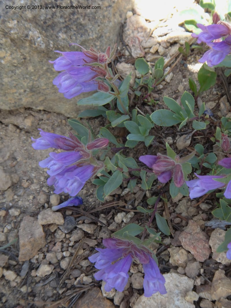 Penstemon montanus var. idahoensis. Davidson, C #12080--ID, Valley Co., Elk Summit, 7 Aug 2012  DSC00622 (13).JPG
