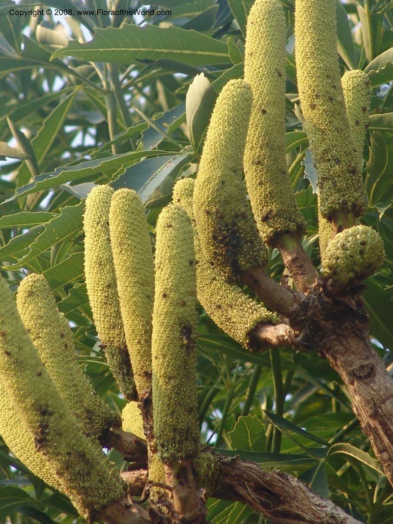 Cussonia spicata--So.Africa. Mpumal. Buffelskloof Private Nat. Res. 17 Mch 05. 335.jpg