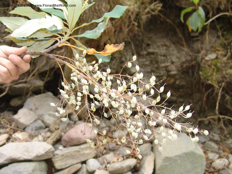 Bocconia frutescens, AAraujoM2855--Bolivia. Pq. Nal. Apolobamba.  6.5 km E of Charazani. 16 Sep 06.  055.jpg