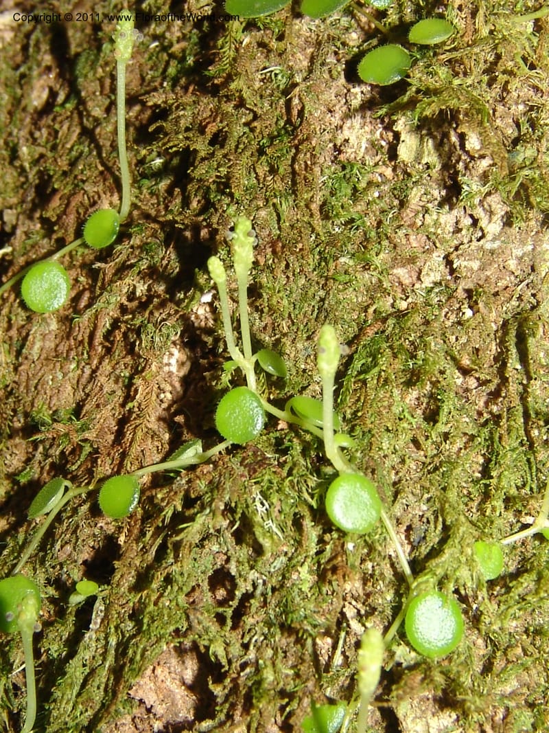 Peperomia, ROR1598--Madag. Parc Nat. Montagne d'Ambre. 11 Nov 06. 339.jpg