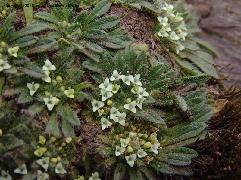 Valeriana, R. Vasquez 33191--Peru. Cusco. Calca. Abra de Chayna Puerto. 3 Nov 07. 184 (3).jpg