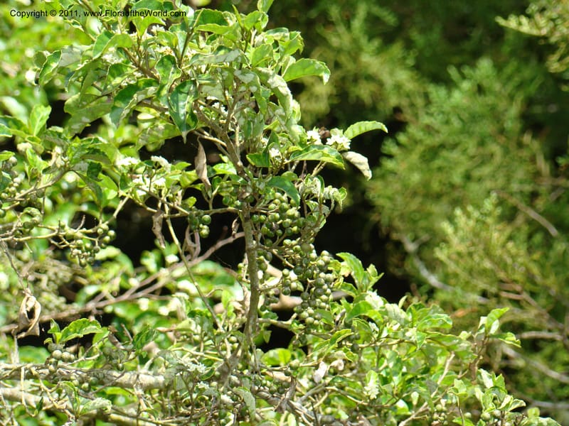 Carpodetus serratus, C. Gemmill 658--New Zealand. Waikato Distr. Waingaro Forest Res. 28 Nov 07. 106 (1).jpg