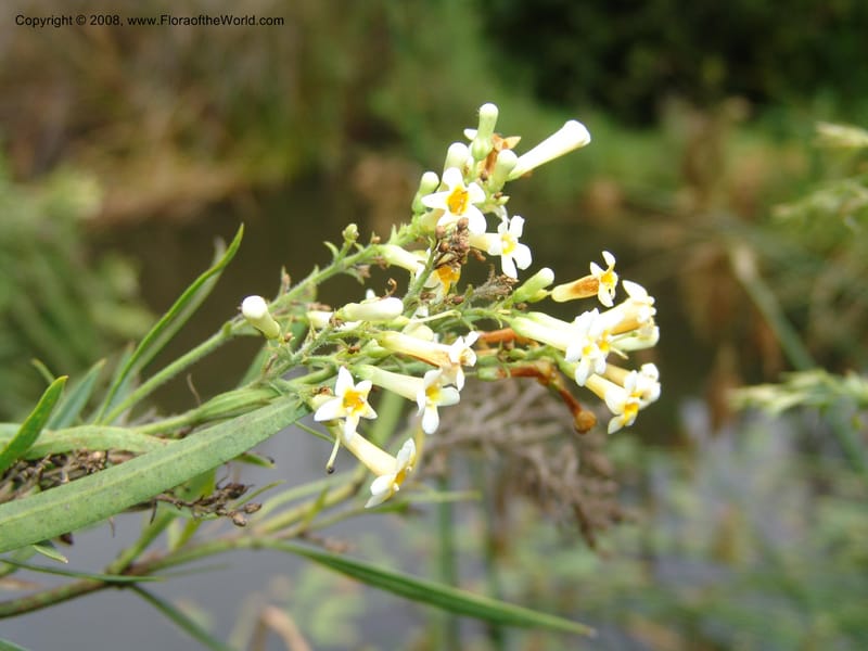 Freylinia lanceolata--So. Africa. Lowveld Nat. Bot. Gard. 14 Mch 05. 464.jpg