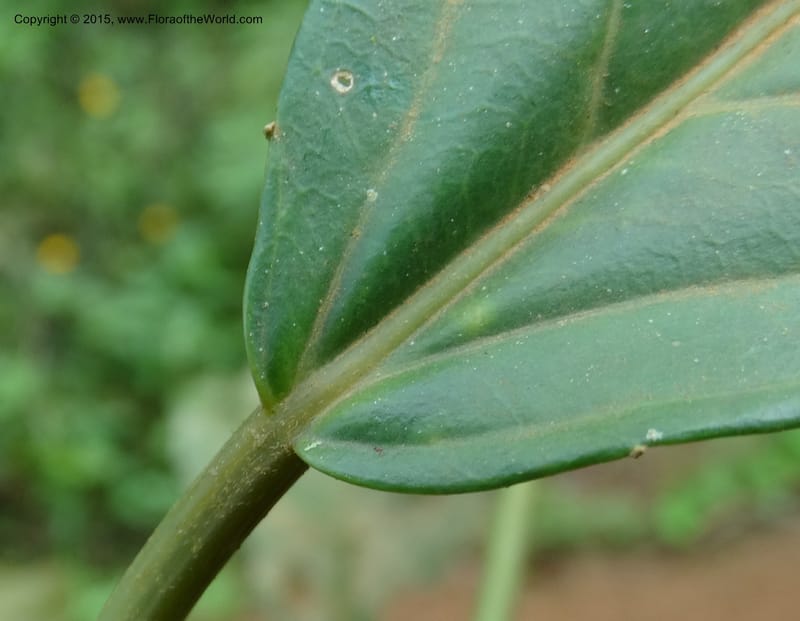 Discoclaoxylon, Davidson, C 12347--Cameroon. Ekondo Titi to Ekondo Nene. 21 Mar 2014. DSC02995 (23).JPG