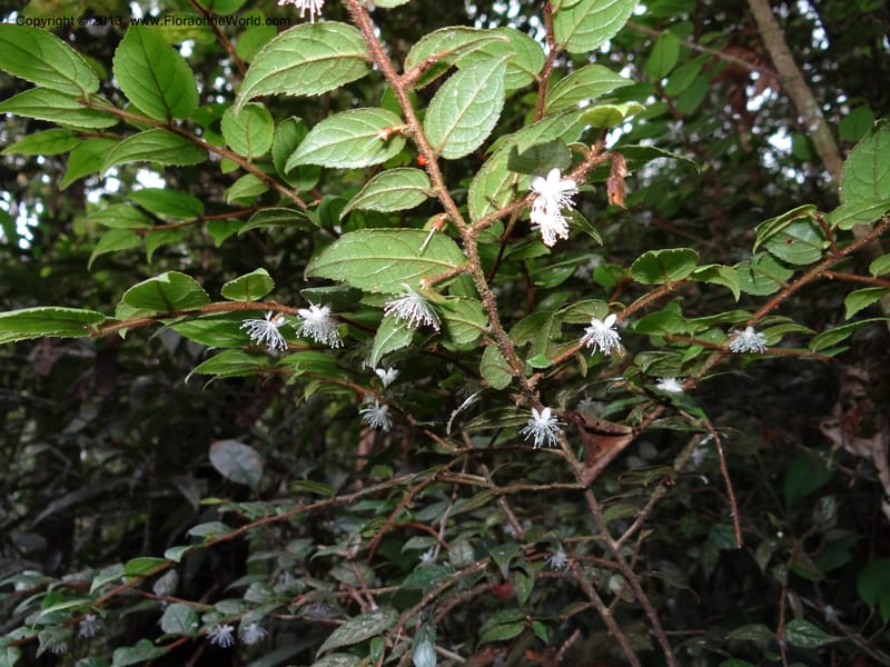 Symplocos, SAN.153214--Malaysia, Sabah. Mt. Kinabalu. 5 Apr 2012. DSC06767 (237).JPG