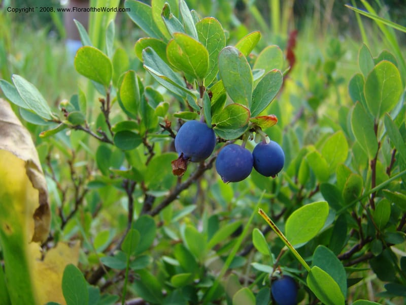 Vaccinium occidentale, CDavidson11283--ID. Idaho Co. Granite Lake. 25 Aug 08. 039.jpg