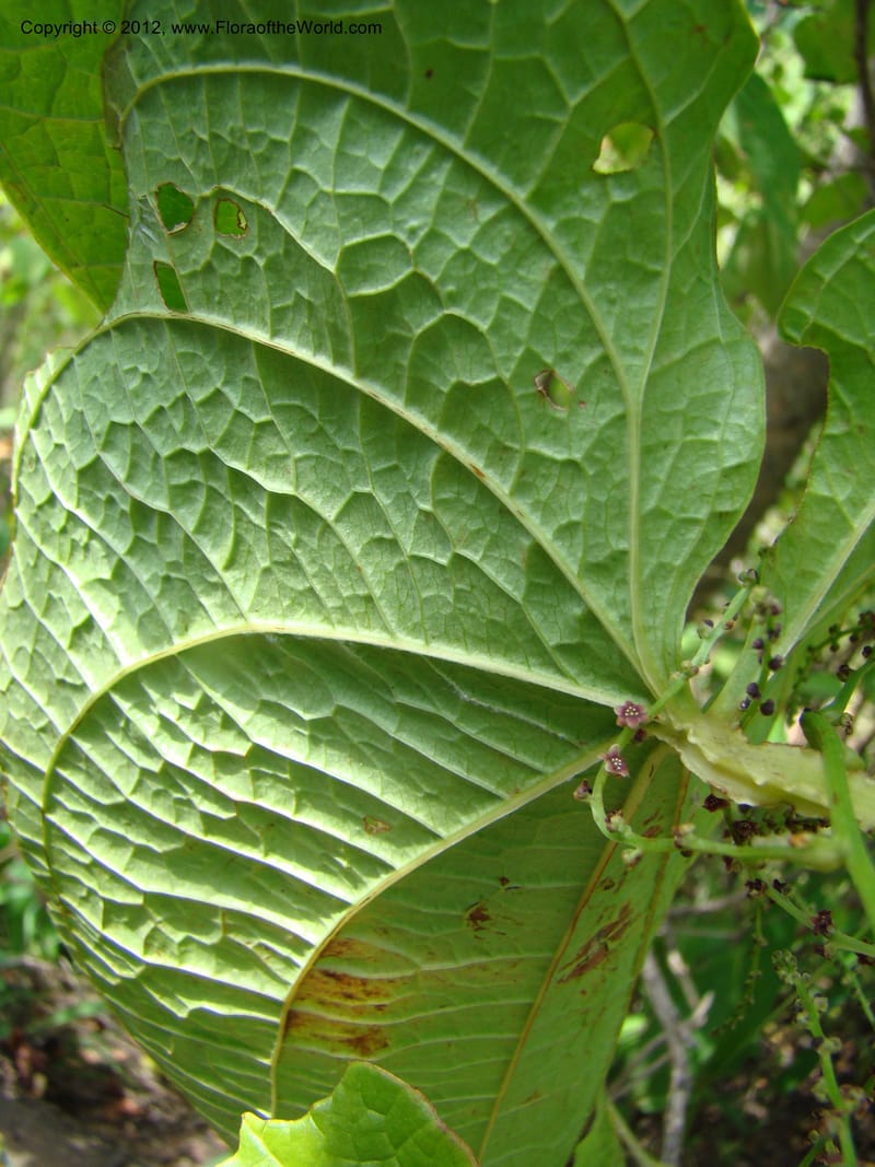 Dioscorea, N. Martinez M. 2431--MX. Chiapas. Jiquipilas. Cerro el Campanario. 14 Sep 08. 193 (13).jpg