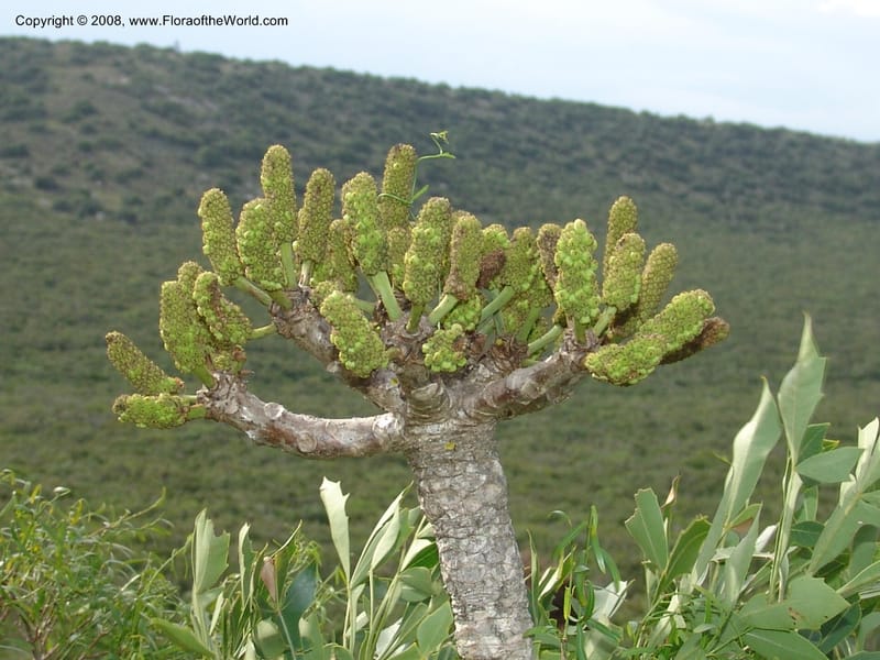 Cussonia spicata--So.Africa. E. Cape. Uitenhage Nat. Res. 6 Mch 05. 097.jpg