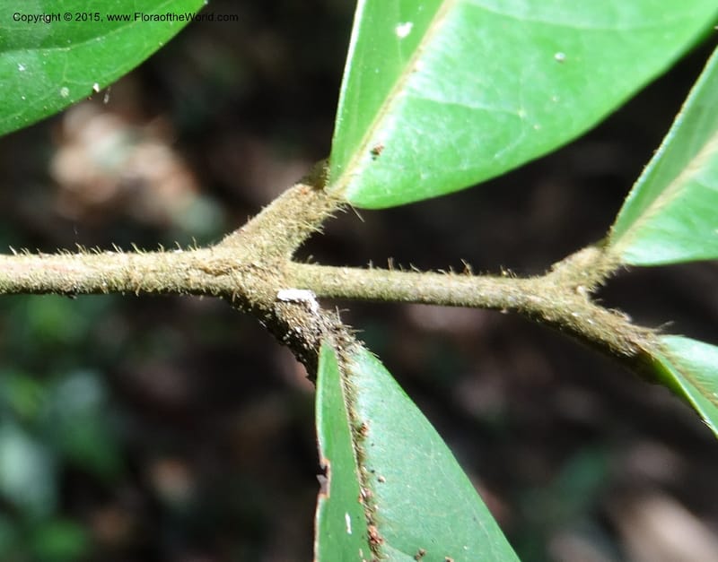 Chytranthus, Davidson, C 12372--Cameroon. Korup Nat. Park. 22 Mar 2014. DSC03203 (329).JPG