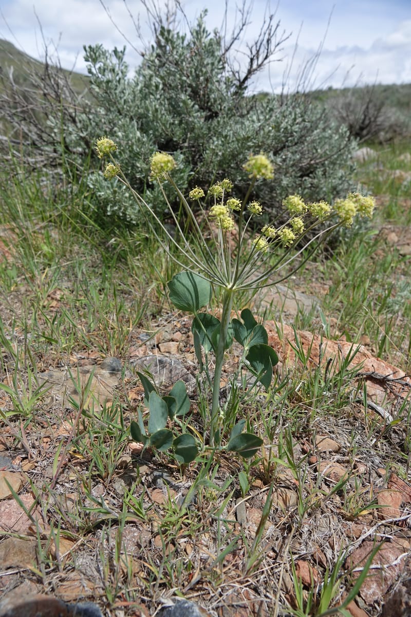 Lomatium nudicaule, C. Davidson 13561--ID. Blaine Co. Rock Creek Preserve. TNC. 14 May 2017. DSC00477 (57).JPG