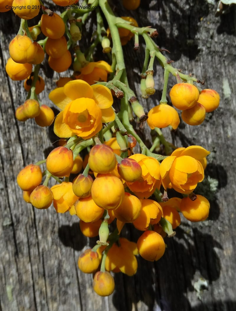 Berberis jamesonii, Ulloa, C 2504--Ecuador. Antesana. Lga. Sta. Lucia. 24 Apr 2015. DSC02778 (128).JPG