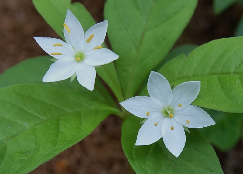 Trientalis europaea--Japan. Niigata. Sasagamine. Yu Memidaira. Forest Therapy Trail. 28 May 2016. DSC04970 (241).JPG
