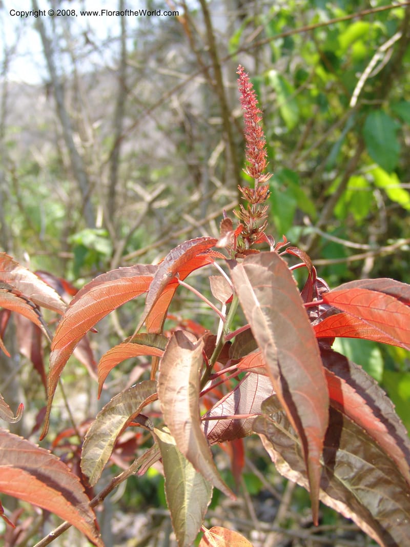 Acalypha, AAraujoM2966-Bolivia. N of Apolo. Rio Machariapu. 18 Sep 06. 261.jpg