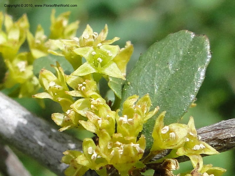 Rhamnus crocea, C. Davidson 11726--California. Santa Barbara Co. 4 April 2010 155 (6).jpg