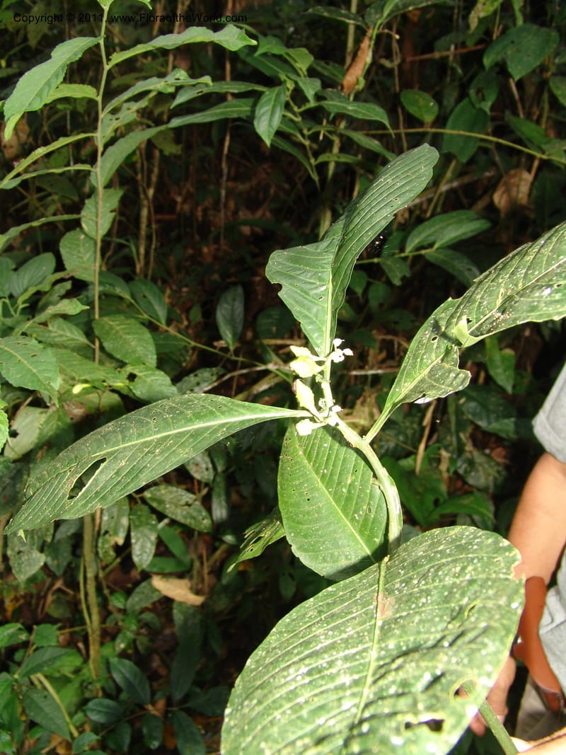Solanum anceps, R. Vasquez 33006--Peru. Pillcopata. Qbda Pini Pini. 29 Oct 07. 666 (14).jpg