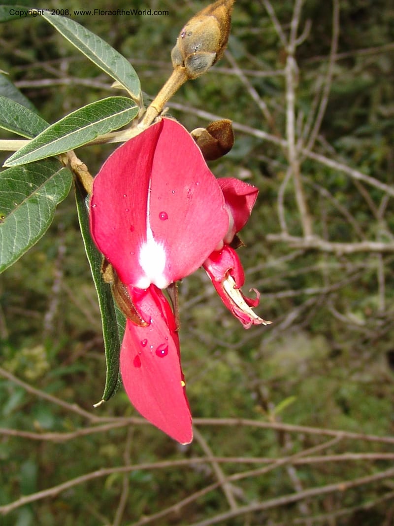 Collaea speciosa, AAraujoM2869--Bolivia. Pq. Nal. Apolobamba. E of Charazani. 16 Sep 06. 167.jpg