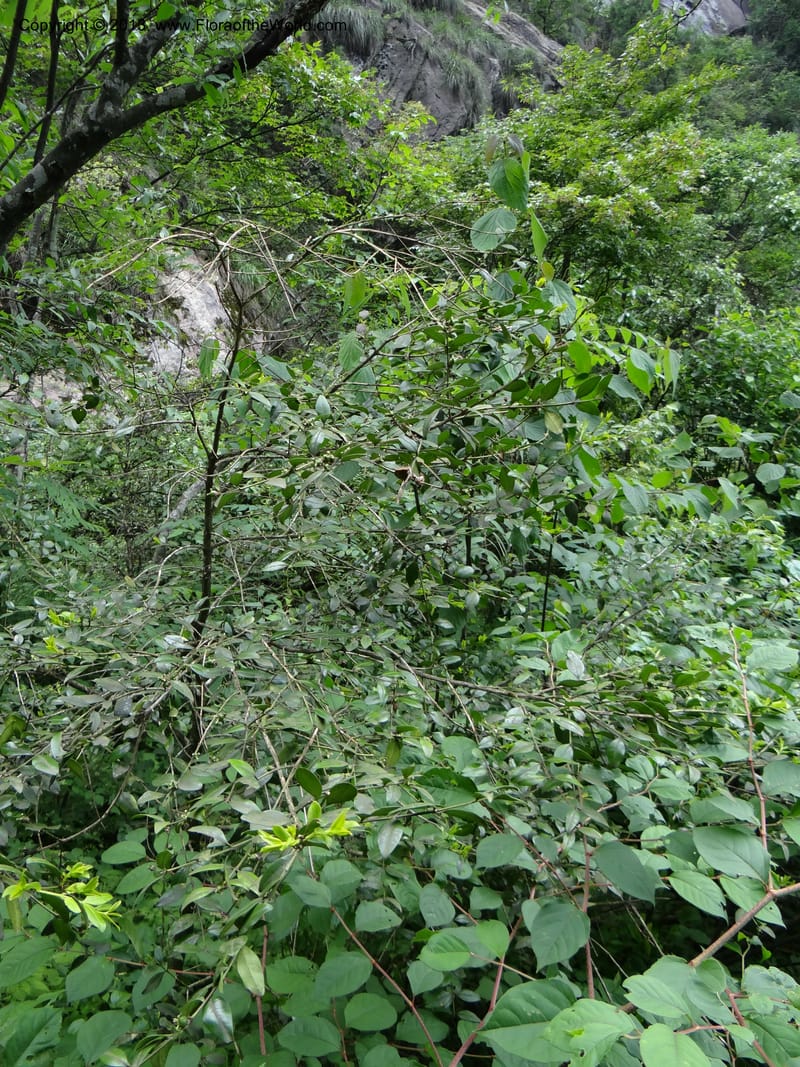 Buxus sinica var. aemulans, Davidson, C 12044--China. Anhui Prov. Huang Shan. 8 Jun 2012. DSC02431 (161).JPG