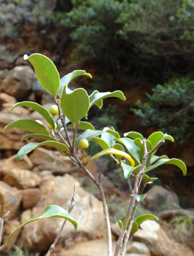Austrobuxus, Munzinger, J 7480--New Caledonia. PinPin. 20 Nov 2015. DSC03938 (27).JPG