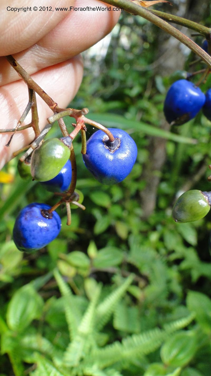 Dianella ensifolia, A. Ramahefaharivelo 168--Madagascar. Ambolotara. Ambodini, Vatovavy. 3 May 2010 177 (38).jpg