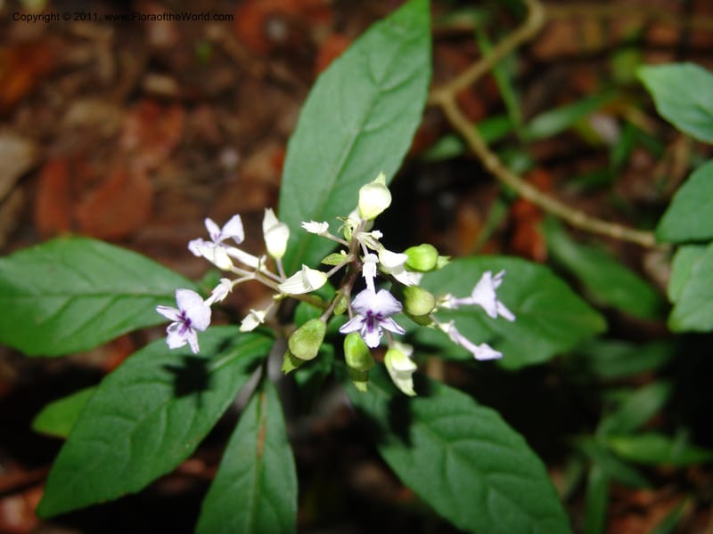 Plectranthus, ROR1600--Madag. Parc Nat. Montagne d'Ambre. 11 Nov 06. 402.jpg