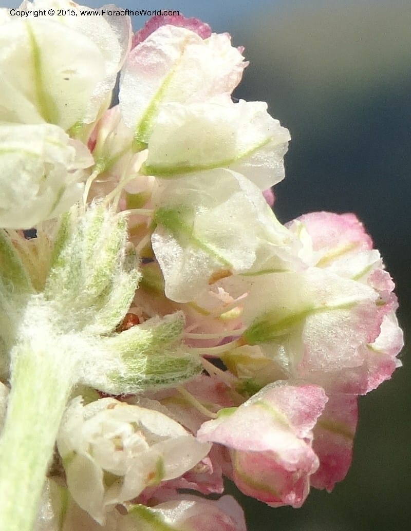 Eriogonum ovalifolium var. nivale, Davidson, C 12594--ID. Idaho Co. Seven Devils Camp Ground. 15 Jul 2014. DSC00113 (242).JPG