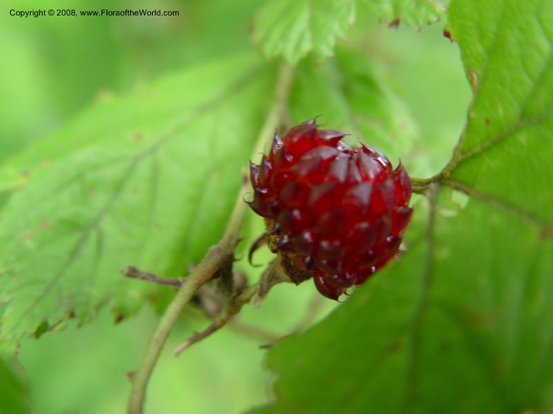 Rubus--Japan. Honshu. Shiga Pref. Ibukiyama. 18 Jul 03. 012.jpg