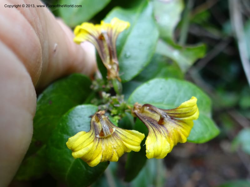 Scaevola enantophylla, Gray, B 9646-- Australia. Queensland. Mt. Lewis Rd., Mt. Lewis. 13 Nov 2013. DSC08352 (205).JPG