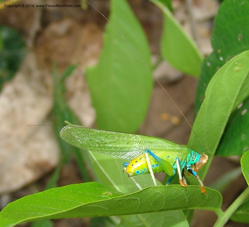 Katydid--Peru. Edo. Madre de Dios. ACEER Res. Ctr. Pan de Arbol Trail. 18 Oct 05. 312.jpg