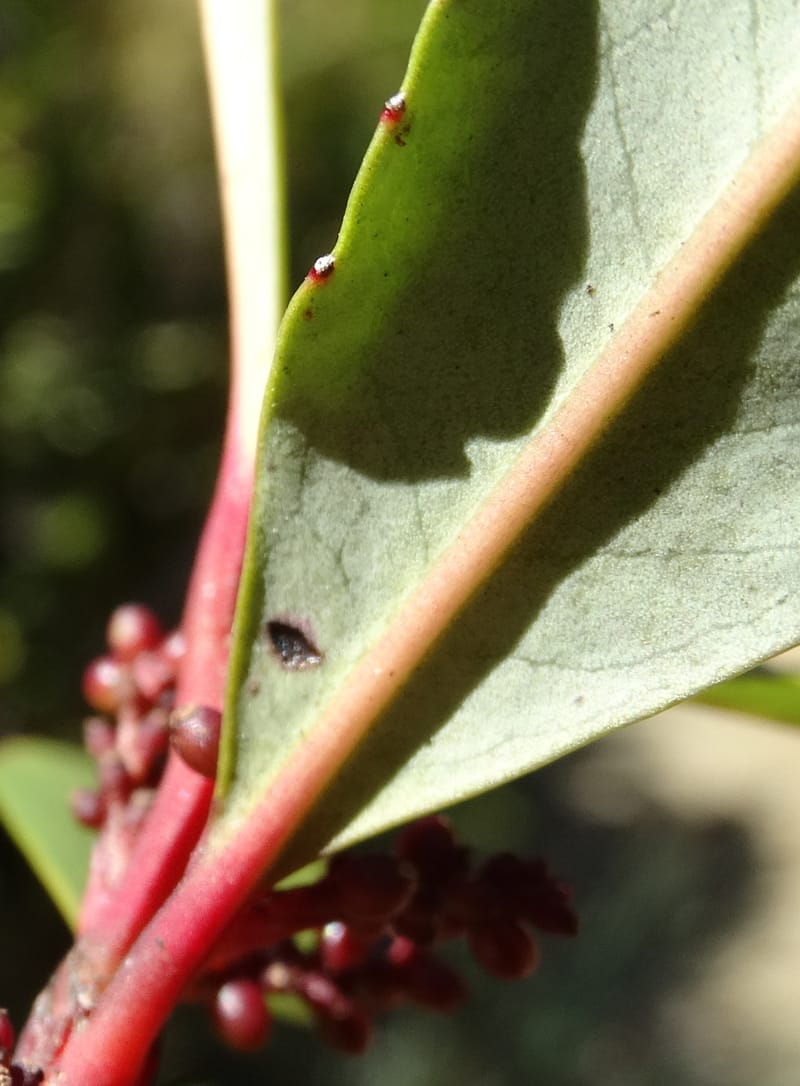 Ascarina rubricaulis, Lowry, P 7372--New Caledonia. Mont Dzumac. 12 Nov 2015. DSC01563 (30).JPG