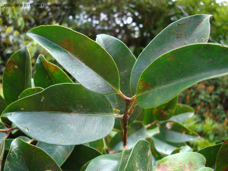 Piliocalyx,  Munzinger, J 4794--New Caledonia, Prov N Aoupinie, 15 Nov 2007 058 (4).jpg