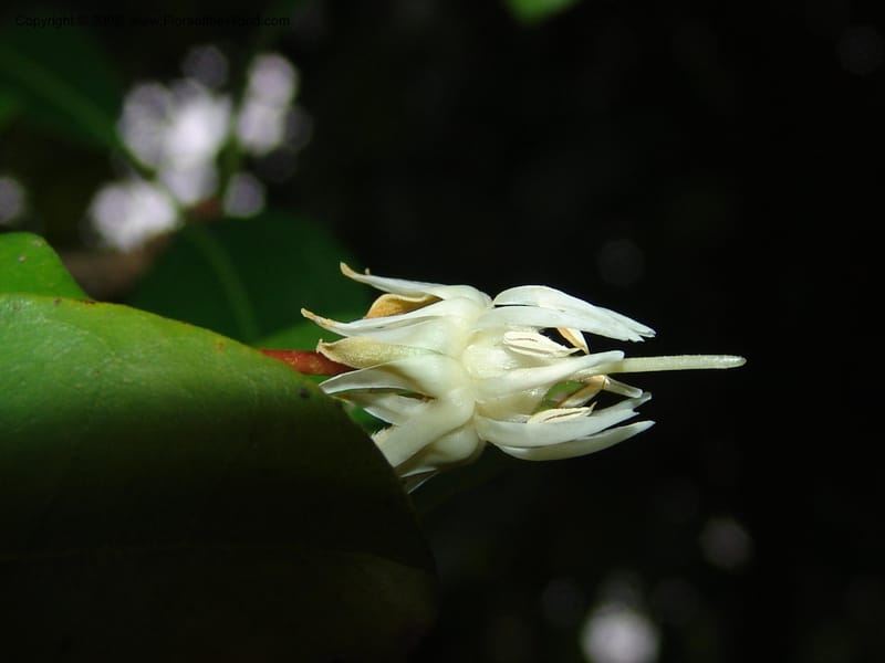 Vitellariopsis marginata--So. Africa. Lowveld Nat. Bot. Gard. 2. 14 Mch 05. 345.jpg
