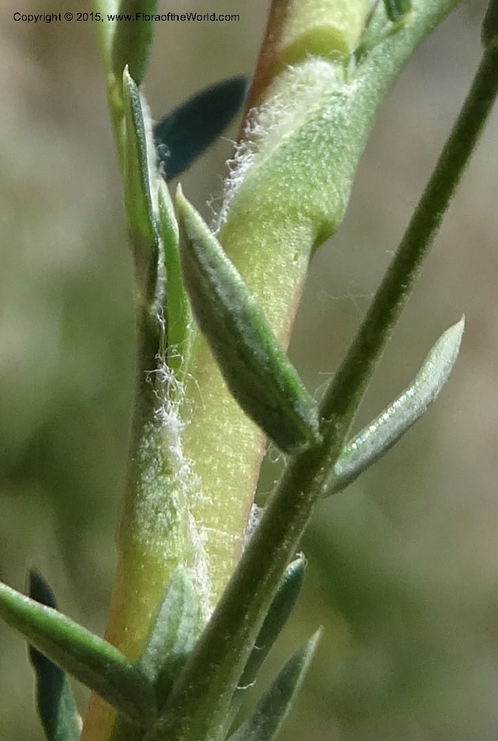 Tetraglochin alatum, Davidson, C 12788--Chile. Ruta 115, to Laguna del Maule. 24 Nov 2014. DSC07486 (302).JPG