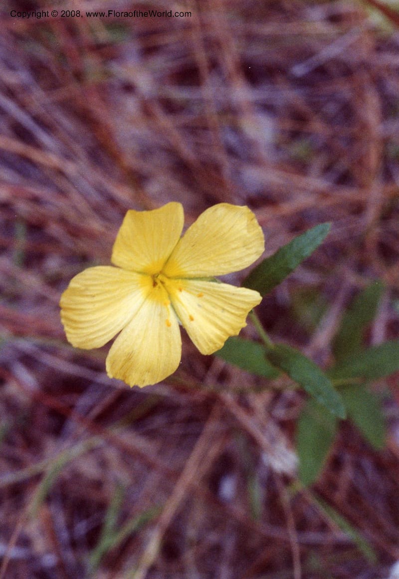 Piriqueta caroliniana--FL. Marion Co. Ocala Nat. Forest. 28 Jun 93. 001.jpg