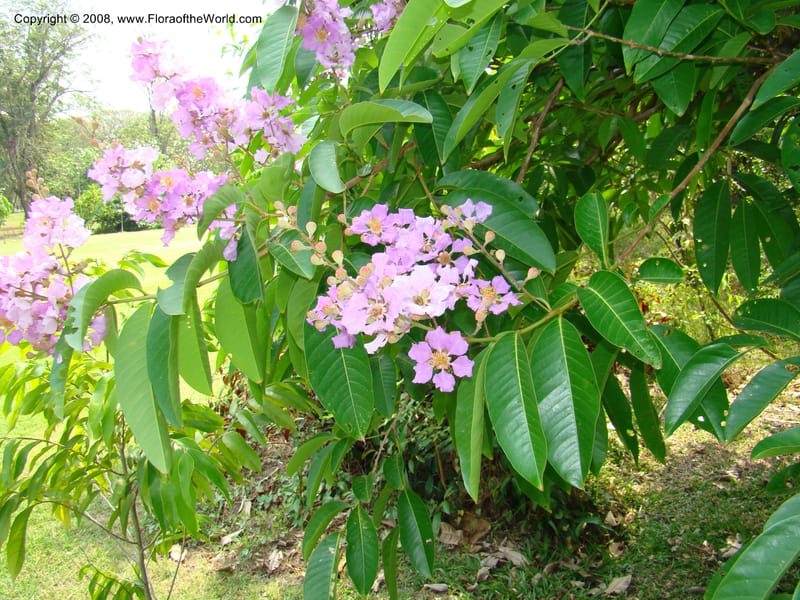 Lagerstroemia--Thailand. Queen Sirikit Arboretum, ca Khon Kaen. 11 Mch 08. 127.jpg