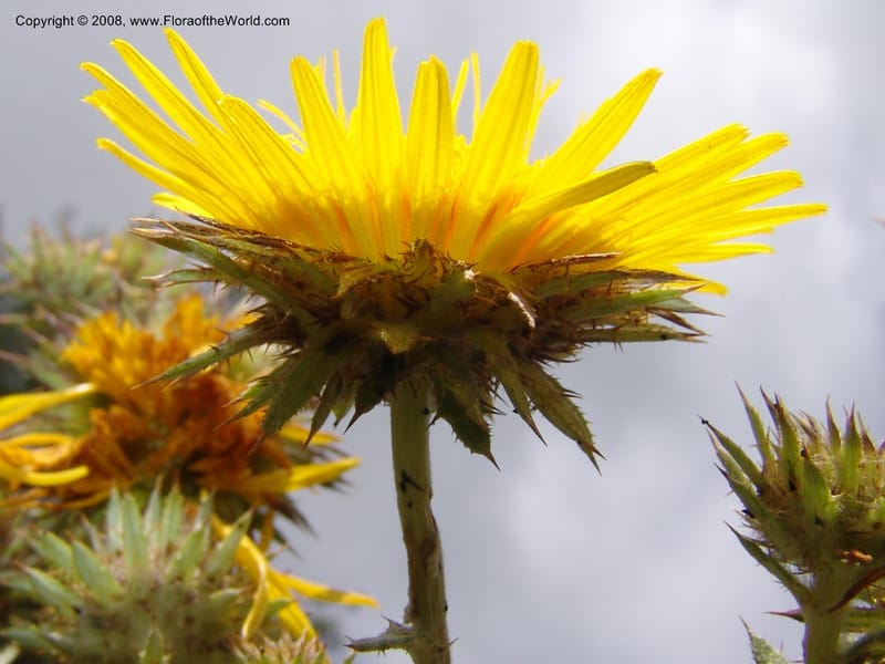 Berkheya-So.Africa. KZN. Midl. Meand. Granny Mouse. 13 Mch 05. 079.jpg
