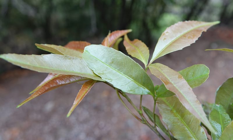 Delavaya toxocarpa, D. Boufford 44087--China. Yunnan. Xinshao Village. 28 Apr 2018. DSC00001 (63).JPG