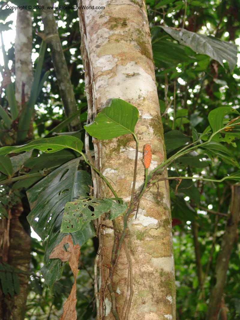Monstera, RVasquez33000--Peru. Pillcopata. Qbda Pini Pini. 29 Oct 07. 609.jpg