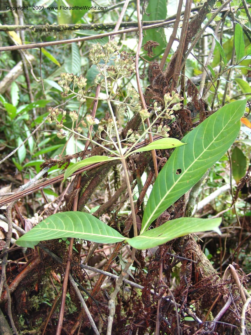 Phitopis, DNeill15767--Ecuador. Prov. Zamora Ch. C. del Condor. Las Orquideas. 16 Sep 07. 075.jpg